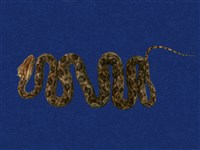 藏品(龜殼花)的圖片